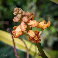 Pomatocalpa maculosum subsp. maculosum (Lindl.) J.J.Sm.